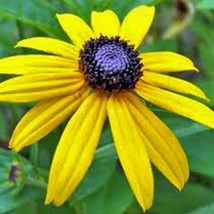 New Fresh USA Seller Black Eyed Susan Seeds - $7.98