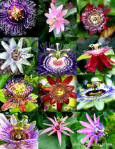 Hot Seeds Flowering Passiflora Mix Passion Fruit Exotic Edible Tropical Vine See - £10.45 GBP