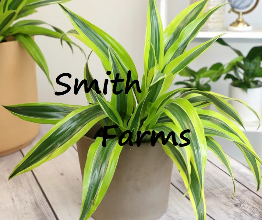 10 Seeds Dragon Tree Easy to Grow Green Leaves House Plant Planting Garden - $11.39
