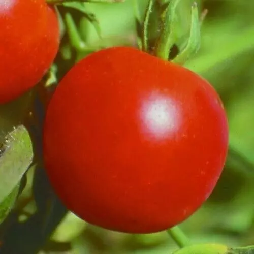 GLACIER TOMATO SEEDS 100+ determinate VEGETABLE garden PLANTS sauce SALADS - $2.89
