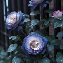 20 FALL IN LOVE Rose Seeds - Fast Germination Easy Care for Home Garden - $8.00