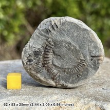 Genuine fossilised dactylioceras commune ammonite from yorkshire - a - £11.37 GBP