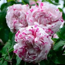 PWO 10 Double Pink White Rose Seeds Flower Bush Perennial Shrub - £5.66 GBP