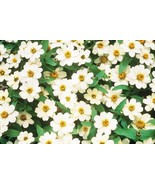 RD 100+ Profusion Double White Zinnia Seeds for Garden  - $7.01 CAD