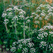 400 Anise Seeds Pimpinela anisum Heirloom Non-GMO - £5.59 GBP