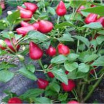 USA SELLER Tennessee Teardrops Hot Peppers Seeds Fast Shipping - £7.36 GBP