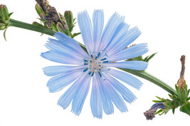 1000+ Chicory Seeds  Blue Dandelion  Perennial Medicinal Herb &amp; Coffee S... - $9.89