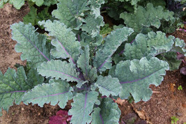 LWSTORE Red Russian Kale 200 Seeds Very Tender Fresh Greens Hardy Large Leaves U - £6.29 GBP