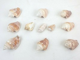 Lot of 11 Natural Sea Shells 2-3&quot; Fighting Conch &amp; Lettered Olive Aquari... - £38.75 GBP