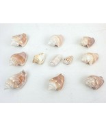 Lot of 11 Natural Sea Shells 2-3&quot; Fighting Conch &amp; Lettered Olive Aquari... - €42,98 EUR