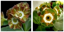 15PCS Seeds Primula Auricula Miss Teak Flower Garden - £20.74 GBP