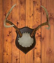 Deer Antler 4 Point Rack Horn Decor Man Cave Plaque Taxidermy Mount - $97.99