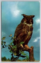 Beautiful Owl&#39;s Scowl Perched On Tree Branch Postcard M23 - £3.15 GBP