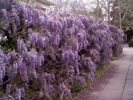 Purple Wisteria 2.5" pot image 2