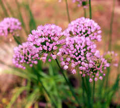 Seeds 10 MOUSE GARLIC Allium Angulosum Wild Garlic Pink Flower Herb Seeds - £21.17 GBP