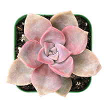 Live Plant Fresh Graptopetalum ‘Purple Delight’ Fully Rooted in 2 inch Planter - £15.97 GBP
