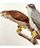 Goshawk Immature And Adult 1936 Bird Art Lithograph Color Plate Print DW... - $55.48 CAD