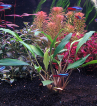 Aquarium Plants Anubias Minima Var. Dragon Claw Mini Vitro Cup Freshwate... - £22.05 GBP