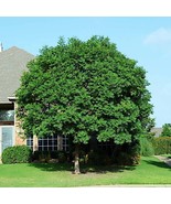 MBK 10 Chinese Pistachio Pistache Pistacia Chinensis Tree Seeds Bonsai Bulk Seed - $13.09