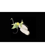 WHITE WONDER CUCUMBER 25 - 200 Seeds Rare Heirloom Unique color! Non-GMO - $39.28 MXN+