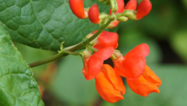 20 Pc Seeds Scarlet Runner Pole Bean Plant, Bean Vegetable Seeds for Planting RK - £14.59 GBP