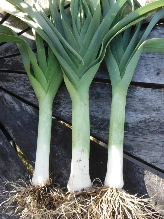 200 American Flag Leek Seeds - $46.73 MXN