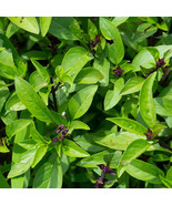 FMG 150 Anise Basil Seeds Non-Gmo Fast Ship - $11.18