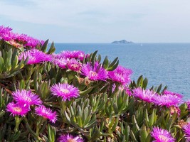 2 live cuttings - Carpobrotus “pigface, ice plant, sour fig, Hottentot f... - $11.00