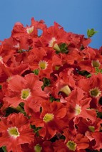 150 Pelleted Begonia Seeds Chocolates White BUY FLOWER SEEDS - Gardening - £31.16 GBP