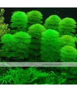 USA SELLER Approx 100 Seeds / Variety 1 Pack / Variety 25 Types Aquarium... - $12.72