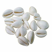 11 PC WHITE KAURI COWRIE Safed Kodi White Kaudi Safed Kauri Puja Goddess... - £9.07 GBP