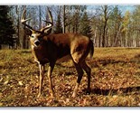 Generic Greetings Buck Deer Oscoda Michigan MI UNP Chrome Postcard W22 - $2.92