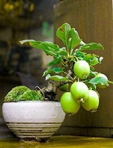 Fresh 20 Guava Fruit Bonsai Tree Seeds Grow Exotic Delicious Tropical Bonsai Tre - $19.98