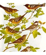 Warbler Varieties #2 1936 Bird Lithograph Color Plate Print DWU12C - $24.99