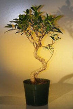 Pre Bonsai Ficus Retusa Bonsai - LargeCurved Trunk Style - $69.16