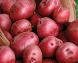 Red Pontiac Seed Potatoes Usda Certified For Planting Norland Red Potato  - £22.18 GBP
