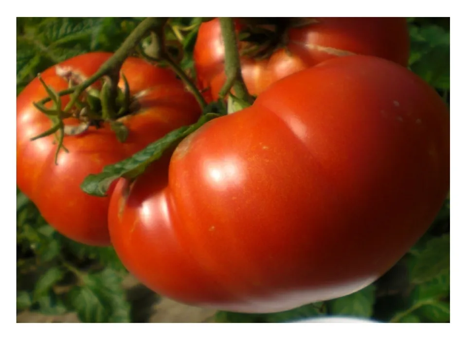 30 Fresh Seeds Mortgage Lifter Tomato - $9.69