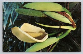 1966 Monstera Deliciosa Vine Hawaii Werner Stoy Aloha State Botanical Postcard - £5.47 GBP