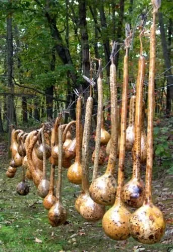 Dipper Gourd Seeds,12&quot; Long Necks And Bulbs With A Diameter Of 5-7&quot; Usa Seller - £15.85 GBP