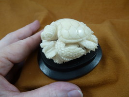 (tb-turt-130) Sea Turtle TAGUA NUT palm figurine Bali carving I love tur... - $51.19