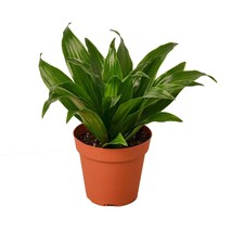 Dracaena &#39;Janet Craig&#39;-4&quot; Pot - $528.89 MXN