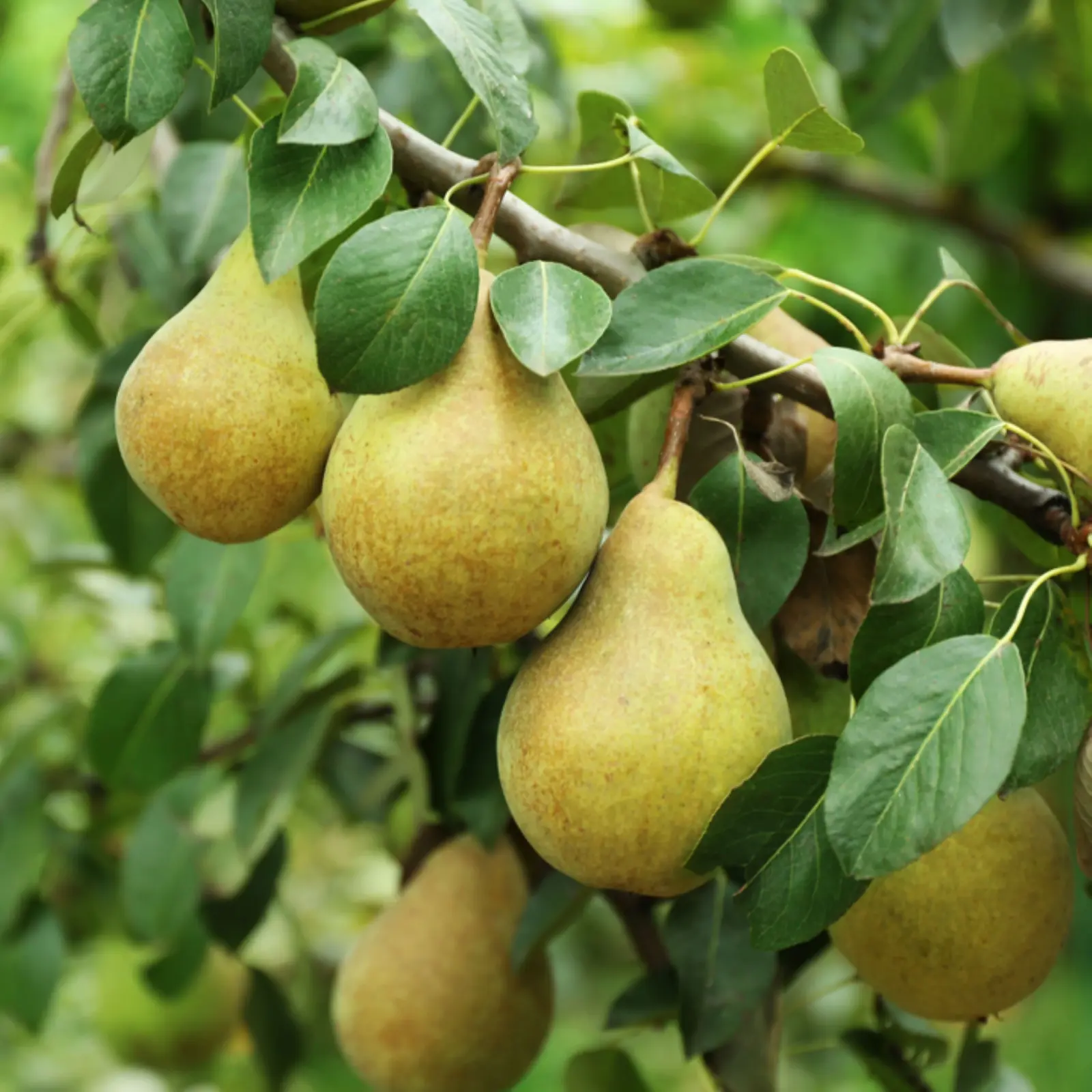 Bartlett Pear Tree Seeds European Williams Green Pears 20 Seeds  - £6.02 GBP