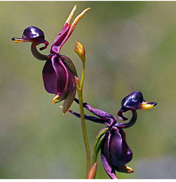 100Seeds/Pack Caleana Major Flying Duck Orchid Seeds Potted Decor Flowers Plants
