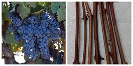 CABERNET SAUVIGNON GRAPE- 4 cuttings, organic scion wood - $39.99