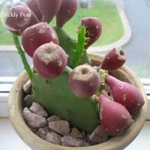 Green Cactus with red flowers Prickly Pear Succulent 10 Seeds edible cacti - $8.45 CAD