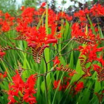 Crocosmia Lucifer Red Montbretia Seeds Fresh Seeds Fast Shipping - £12.60 GBP