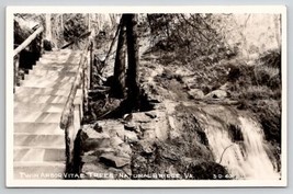 Twin Arbor Vitae Trees Natural Bridge VA Virginia RPPC Postcard A31 - £10.07 GBP