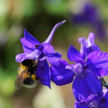 Purple Rocket Larkspur Seeds Organic Delphinium Ajacis Seeds Purple Flower Bulk  - $7.98