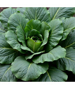 MX Spinach Seeds Bloomsdale Heirloom Non GMO Organic Cold Hardy Bulk Seed - $185.09 MXN
