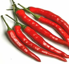 Cayenne Long Thin Red Pepper Heirloom Seeds - $8.58